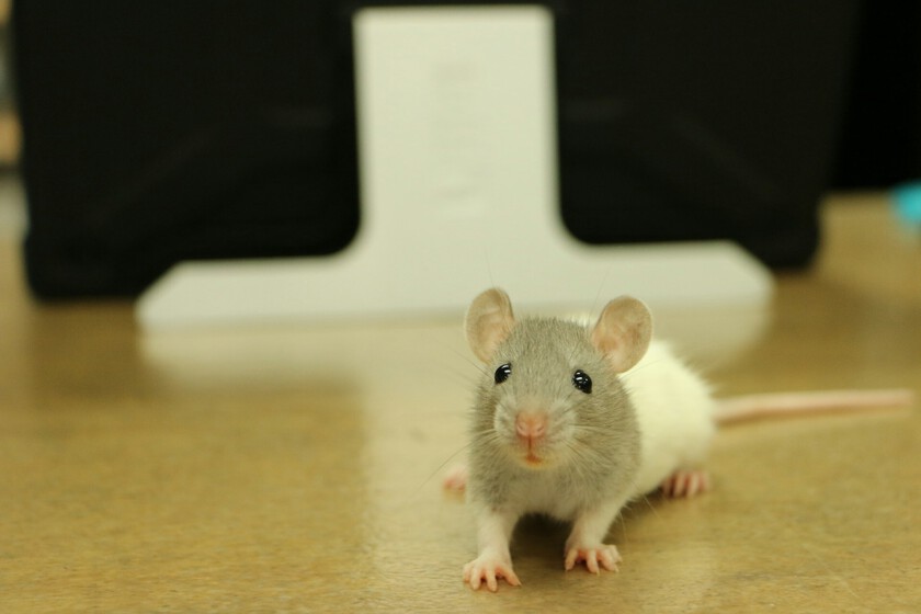 El problema de la experimentación animal no es la falta de ética, sino que la ciencia todavía no tiene un plan B