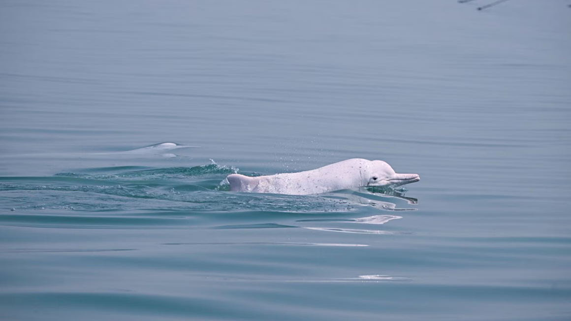 Huawei utiliza Inteligencia Artificial para resguardar a los delfines blancos